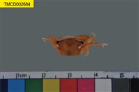 藏品(北方丑招潮蟹)的圖片